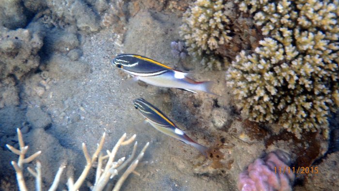 Scolopsis bilineata