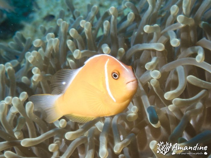 Amphiprion perideraion