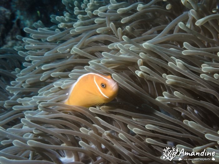 Amphiprion perideraion