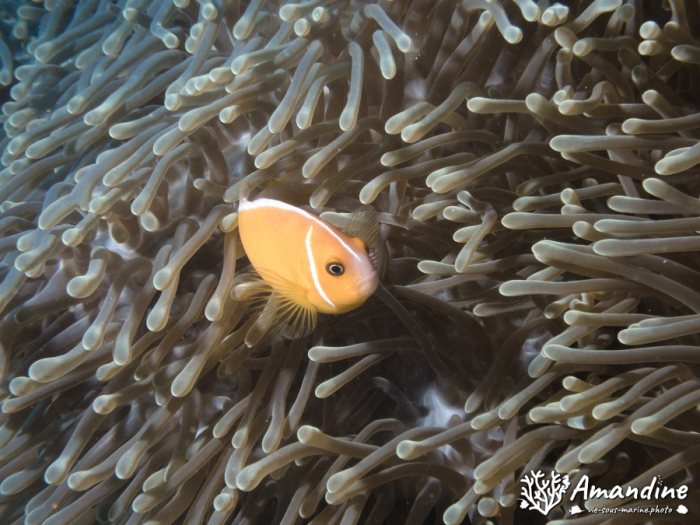 Amphiprion perideraion
