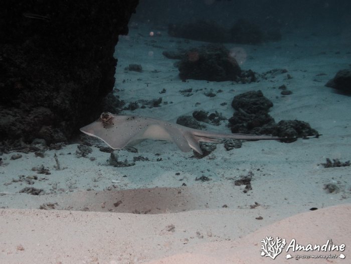 Neotrygon kuhlii