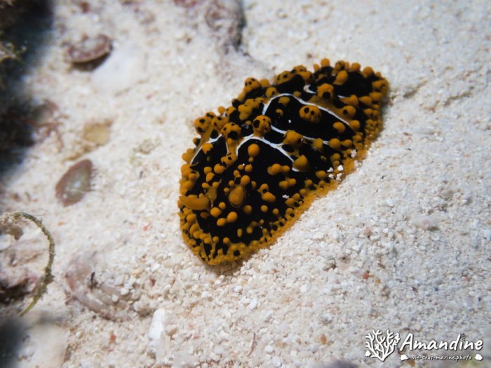 Limaces de mer