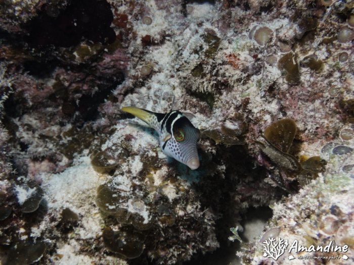 Canthigaster valentini