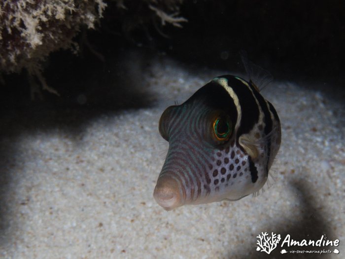Canthigaster valentini