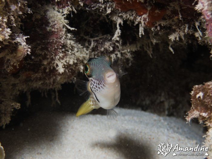 Canthigaster valentini