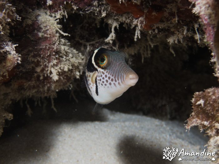 Canthigaster valentini