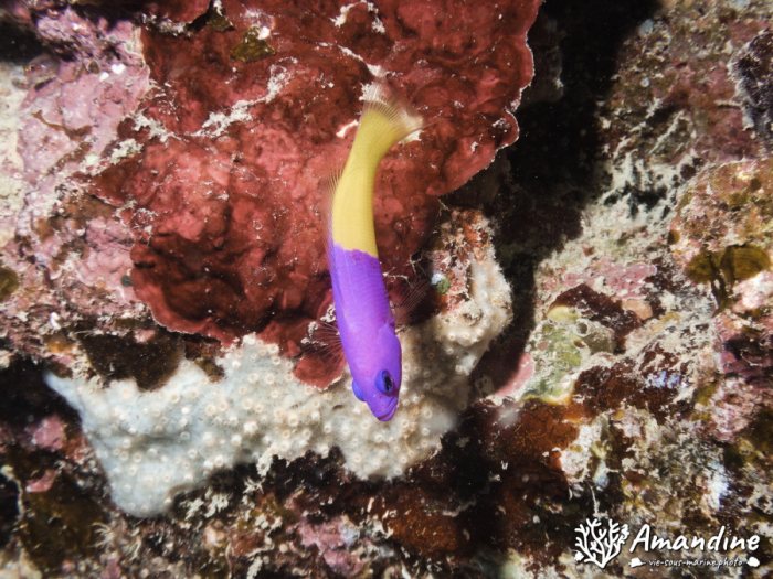 Pictichromis coralensis