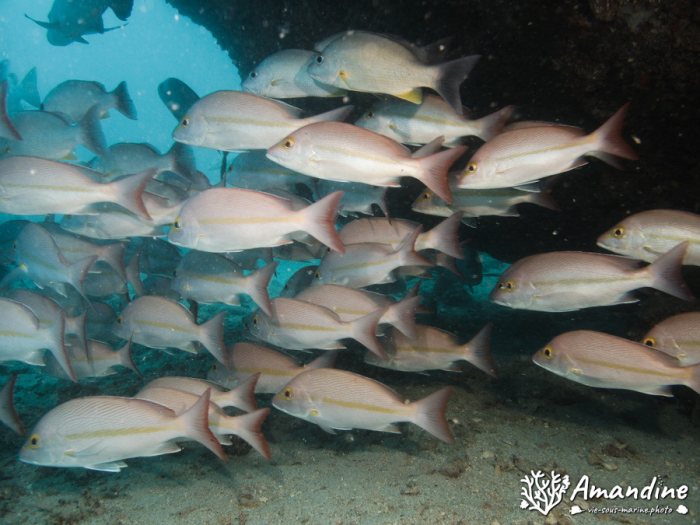 Lutjanus fulvus