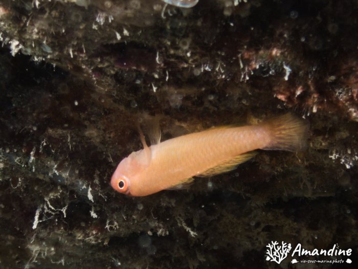 Poissons osseux