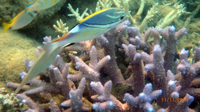 Scolopsis bilineata