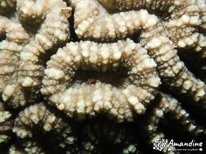Corail dur