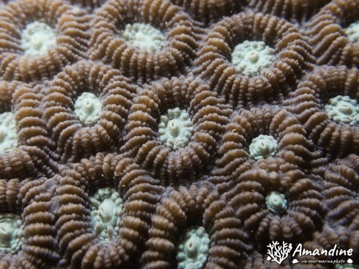 Corail dur