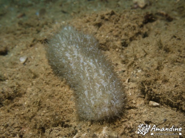Corail dur