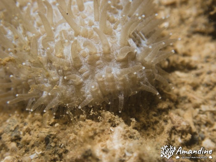 Corail dur