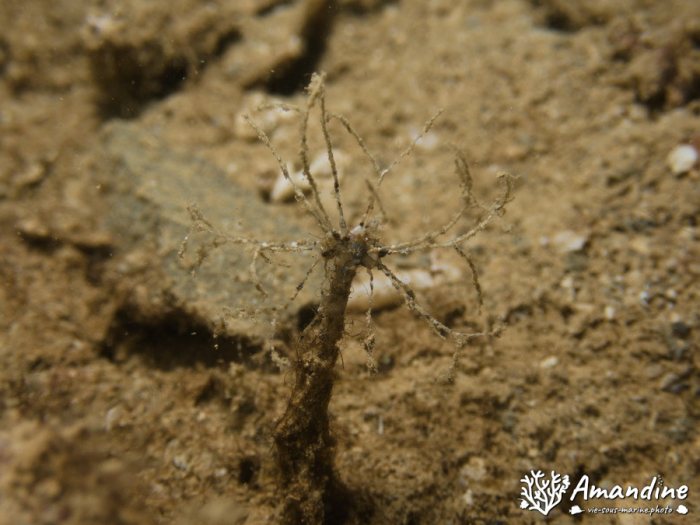 Organismes vermiformes
