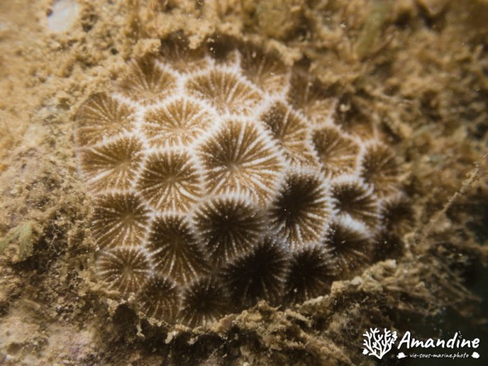 Corail dur