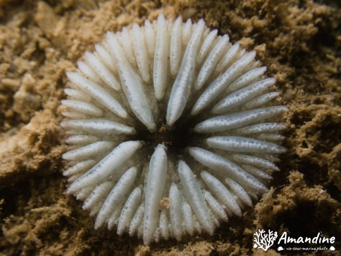 Corail dur