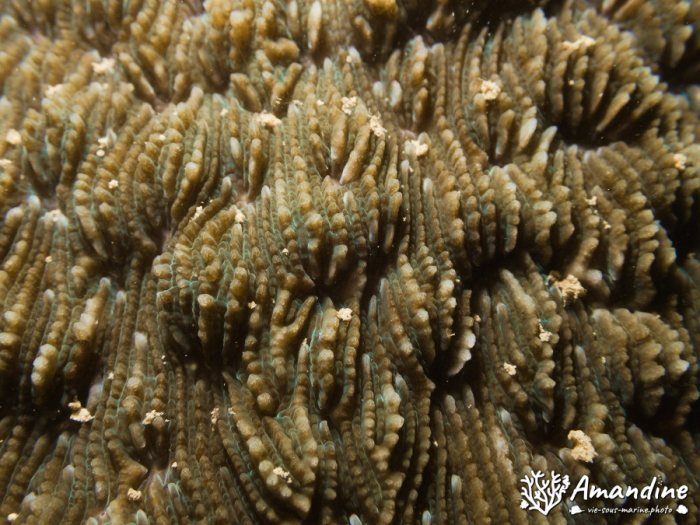Corail dur