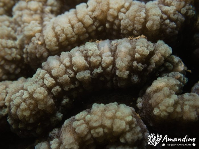 Corail dur