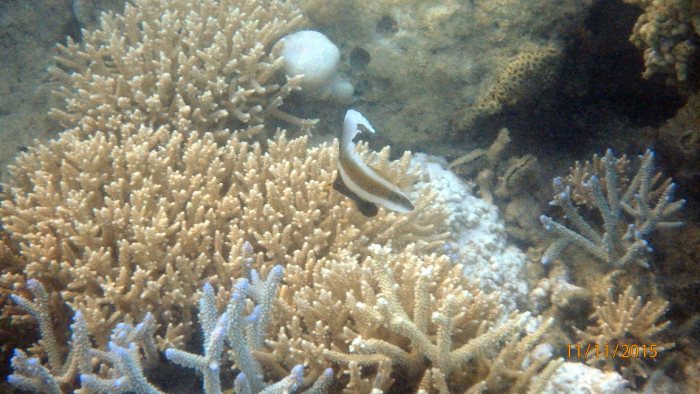 Heniochus chrysostomus
