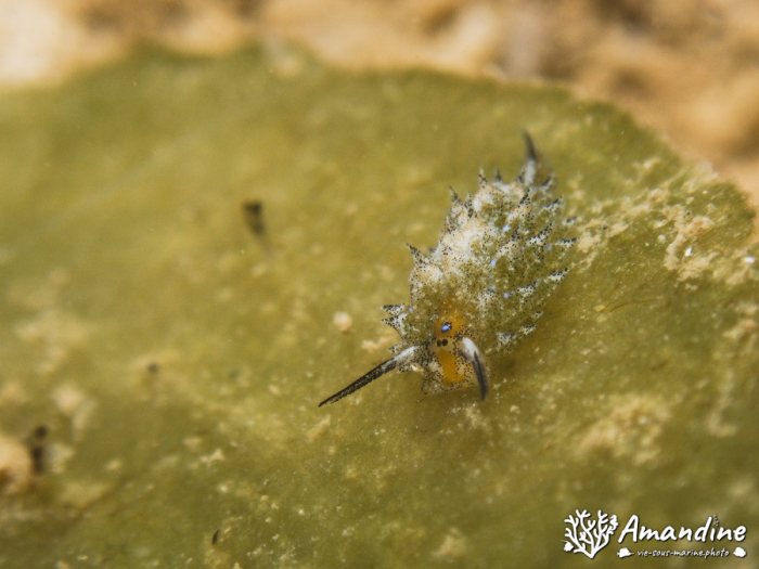 Limaces de mer