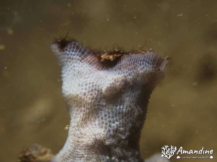Bryozoaire