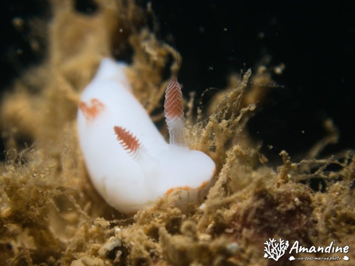 Limaces de mer