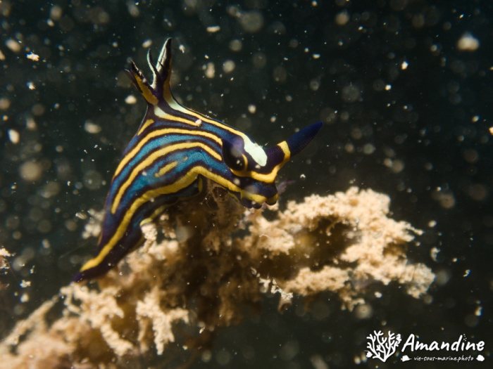 Limaces de mer