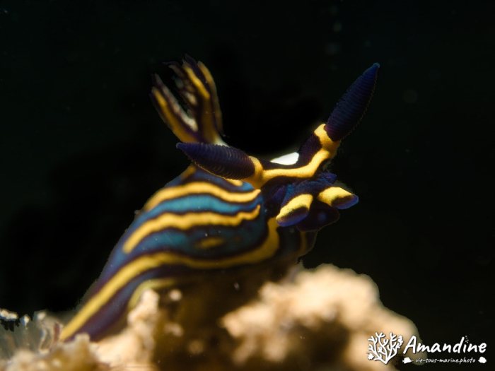 Limaces de mer