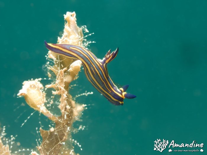 Limaces de mer