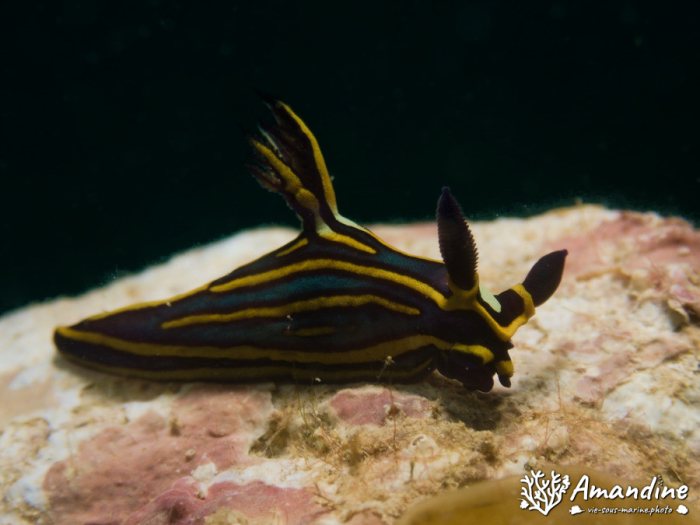 Limaces de mer