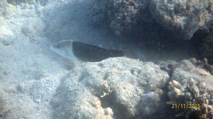 Hemigymnus melapterus