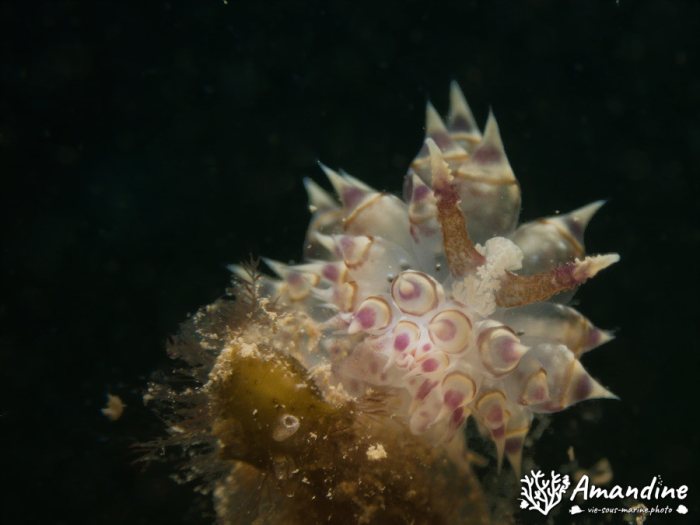 Limaces de mer