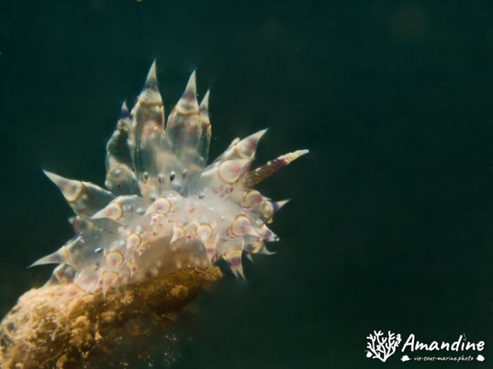 Limaces de mer