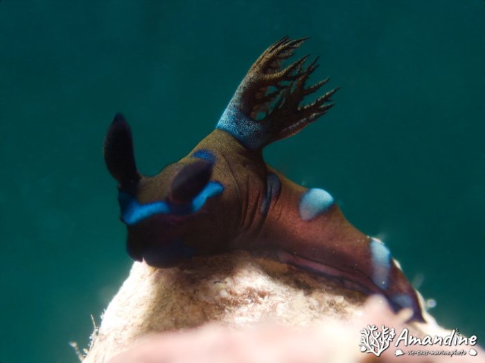 Limaces de mer