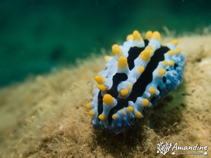 Limaces de mer