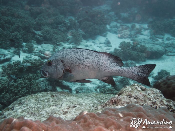 Plectorhinchus picus