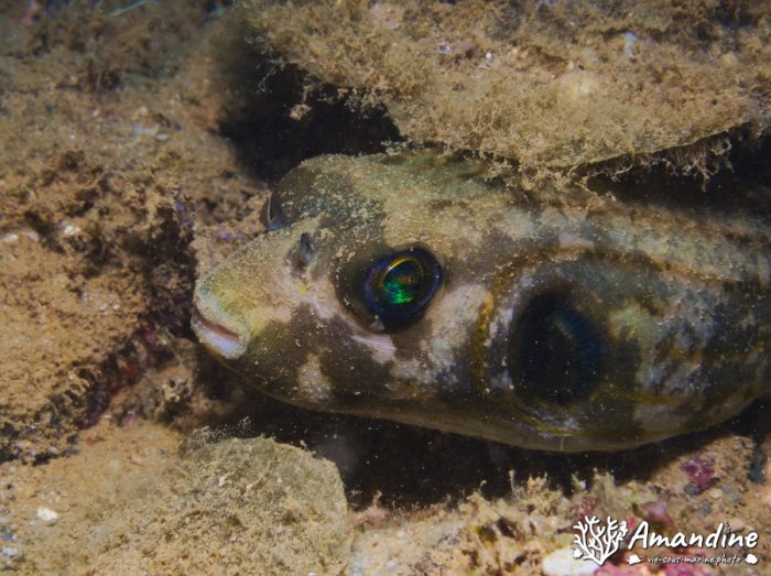 Arothron manilensis