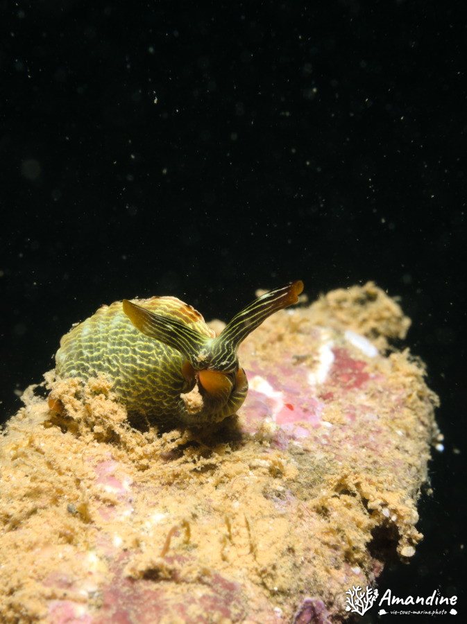 Limaces de mer