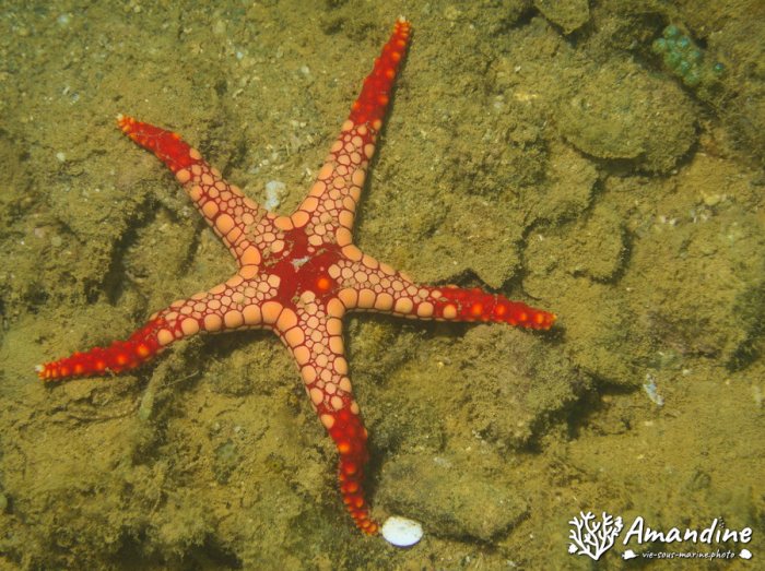 Étoile de mer