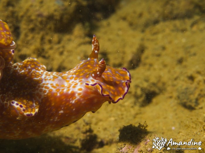 Limaces de mer