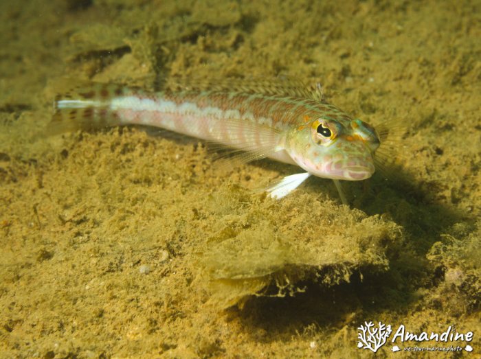 Parapercis