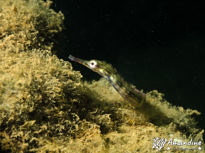 Poisson-pipe