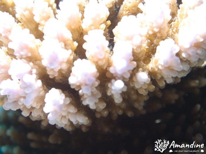 Corail dur