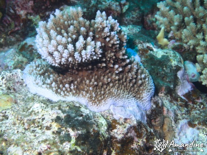 Corail dur
