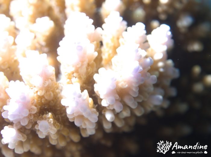 Corail dur