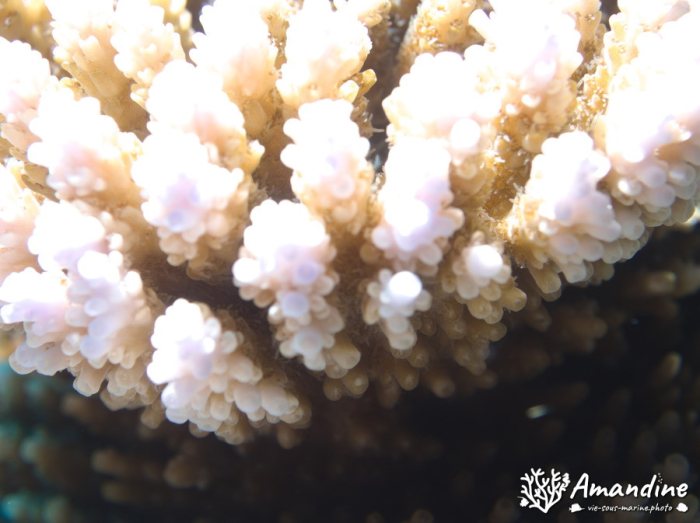 Corail dur