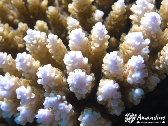 Corail dur