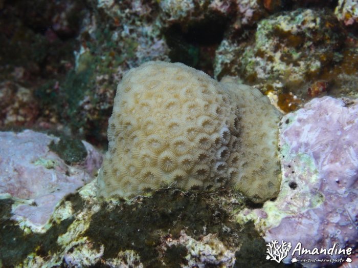 Corail dur