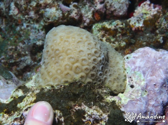 Corail dur